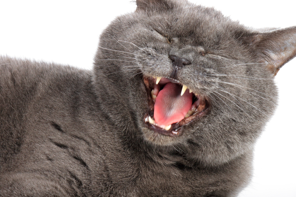猫が大声で鳴くのをやめてくれない！大声で鳴き続ける原因と対処法を知る！