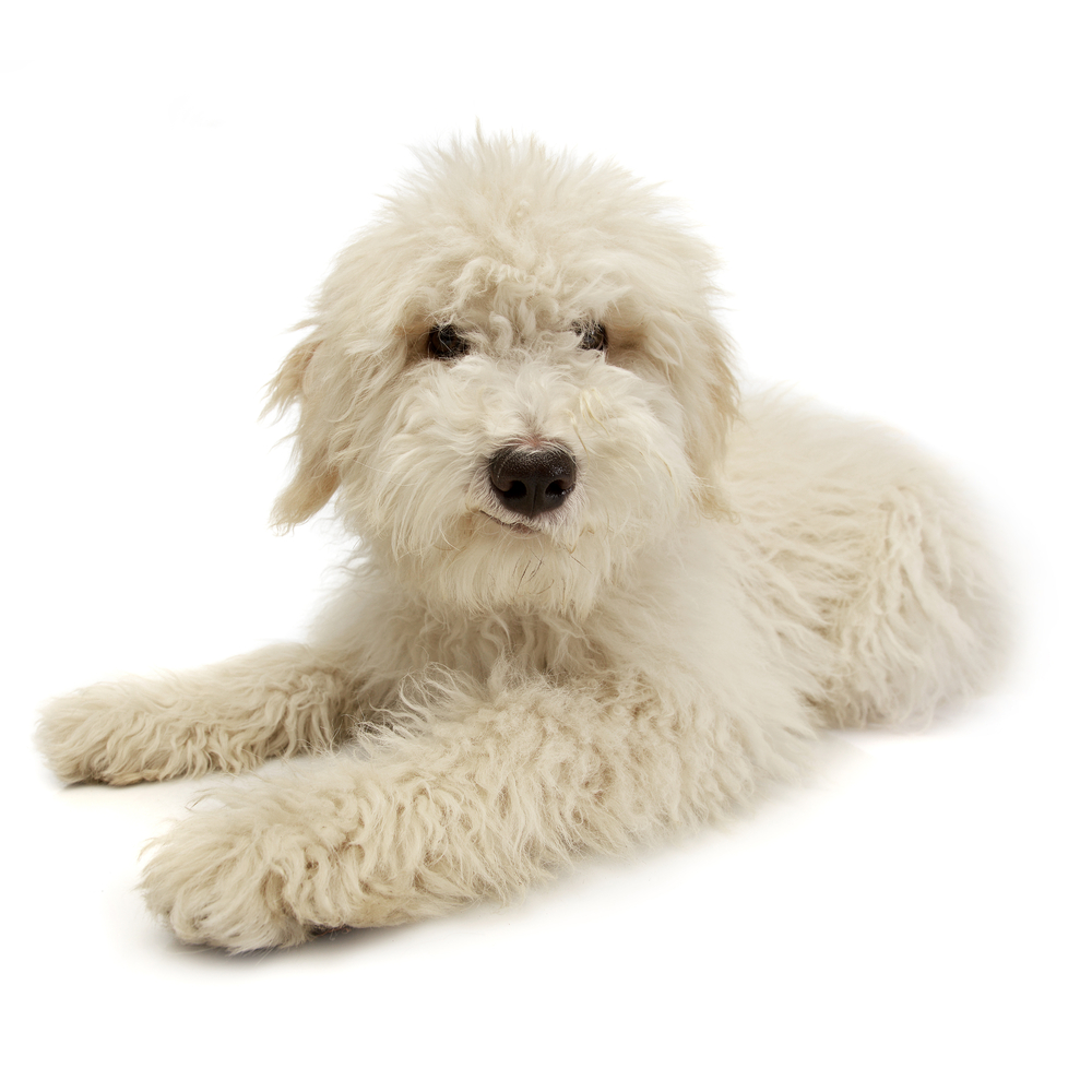 Studio shot of a cute Tibetan Terrier puppy lying on white background.