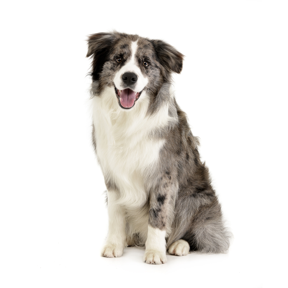 Studio shot of a cute Border Collie puppy sitting on white background.