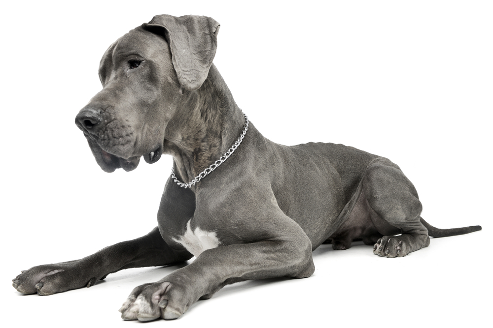 Studio shot of an adorable Great Dane dog lying on white background.