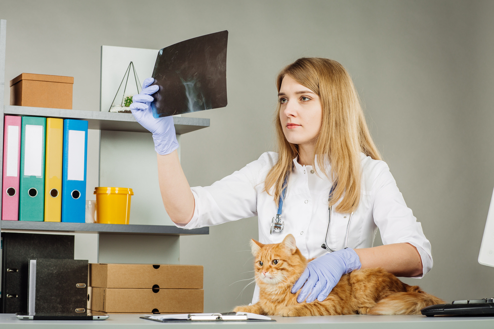 猫のレントゲン写真を見る獣医師