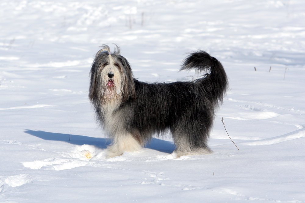 Bearded Collie in the Snow