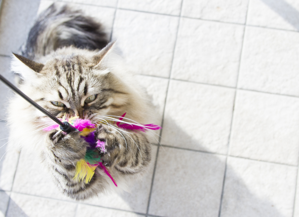 siberian breed of cat, playing with a feather