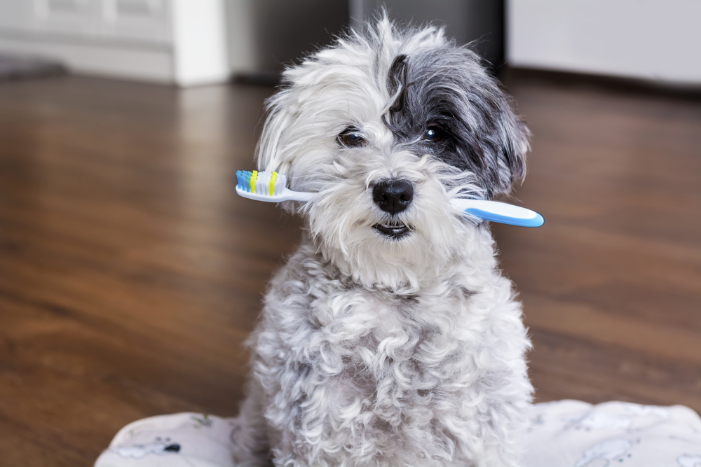 犬のデンタルケア　歯ブラシ