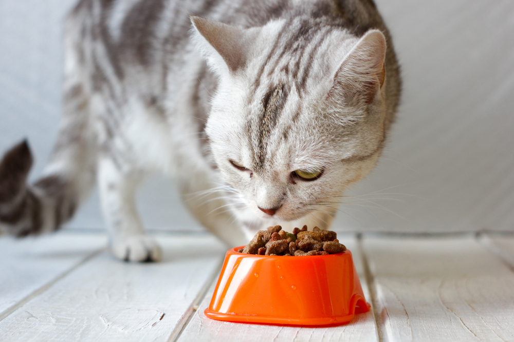 Grey cat eating food from orange cat bowl