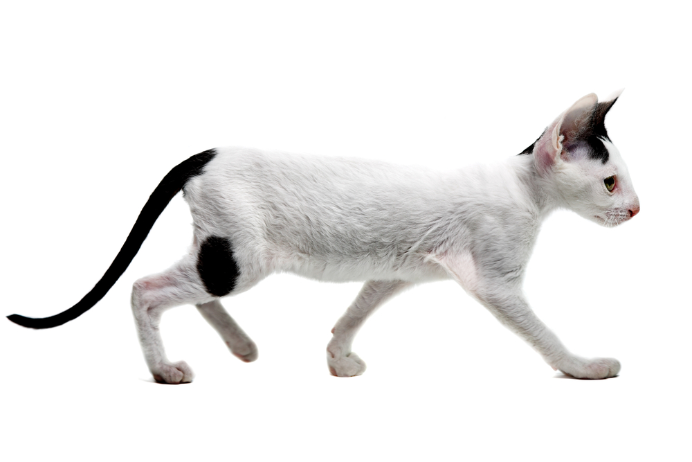 Cornish Rex kitten isolated on white background