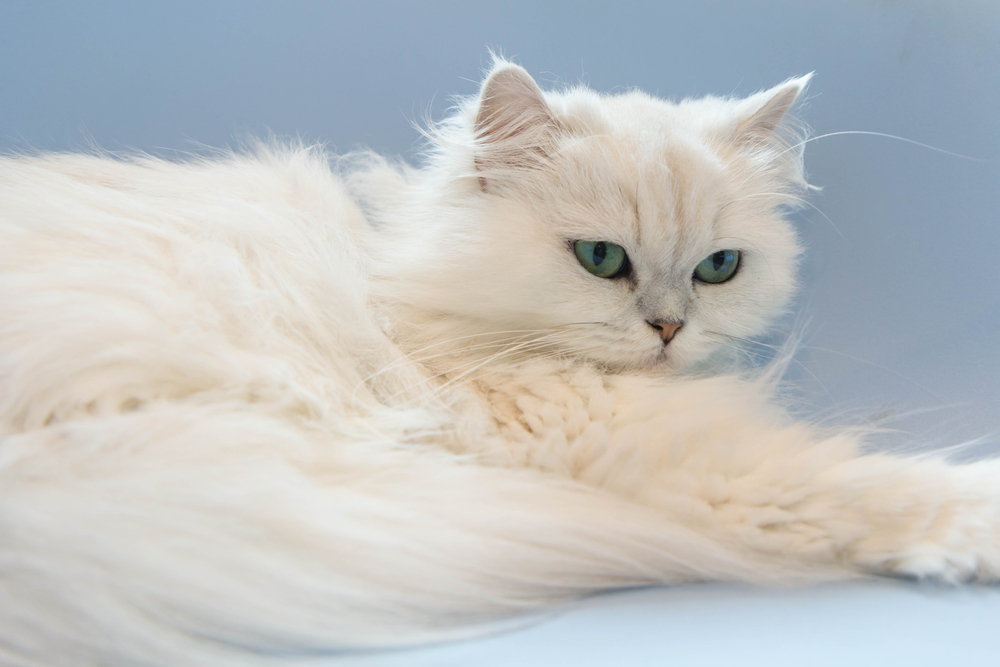 White Persian cats 