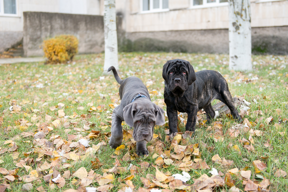 Dogs breed Neapolitana mastino a walk in the autumn park.
