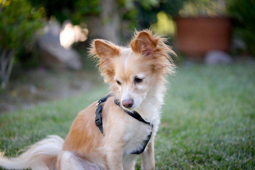 Adorable Papillon Chihuahua mix breed dog