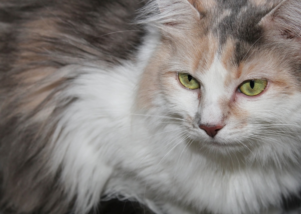 パステル三毛とはどんな猫？性格や見た目の特徴から魅力を語ります！