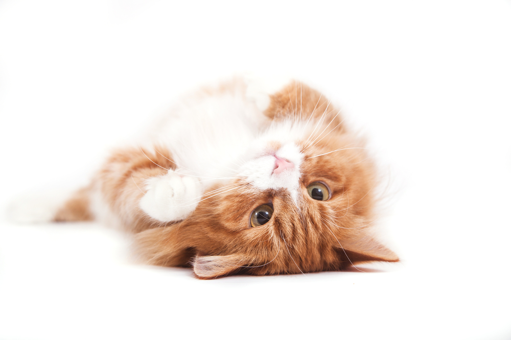 Close-up Red Siberian cat on white background. Cat lying on the back