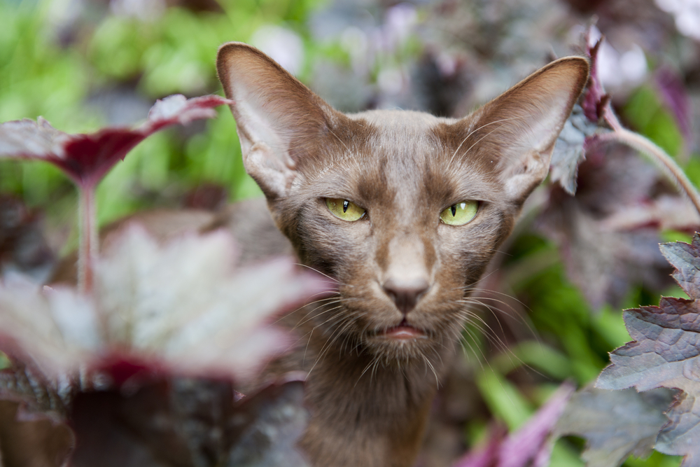 Brown Havana siamese cat in nature garden