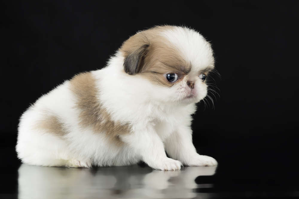 puppy Japanese chin on a black background in Studio