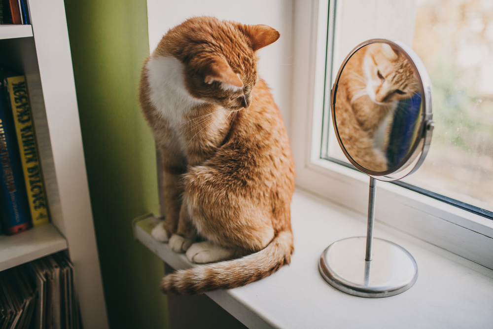 Cat in a mirror