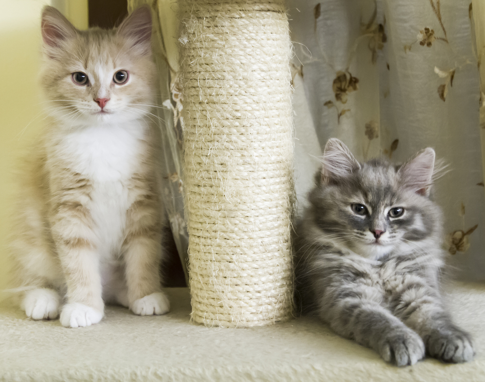 puppies of siberian cat on the scratching post