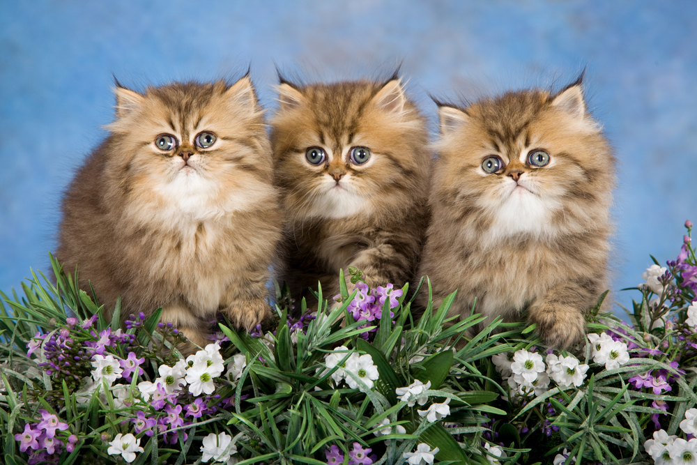 3 Golden Chinchilla Persian kittens with lavender flowers on blue background