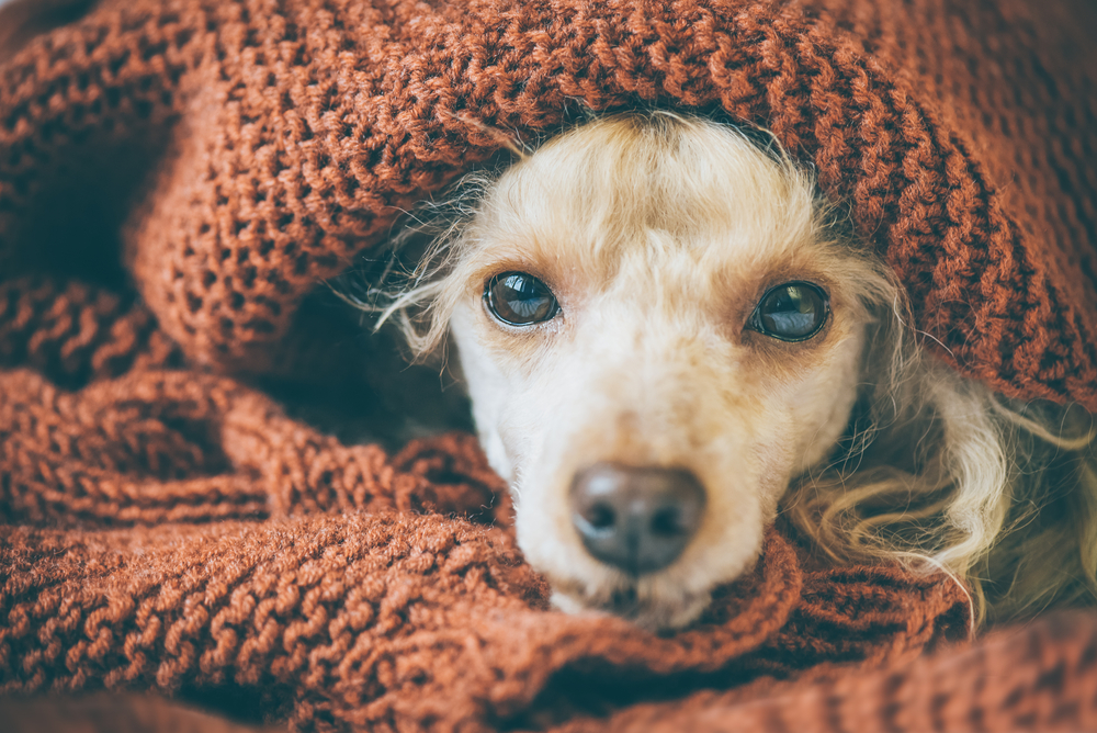 【犬飼い必見】犬にはどんな毛布が必要？犬に適した寝具と選び方をご紹介！