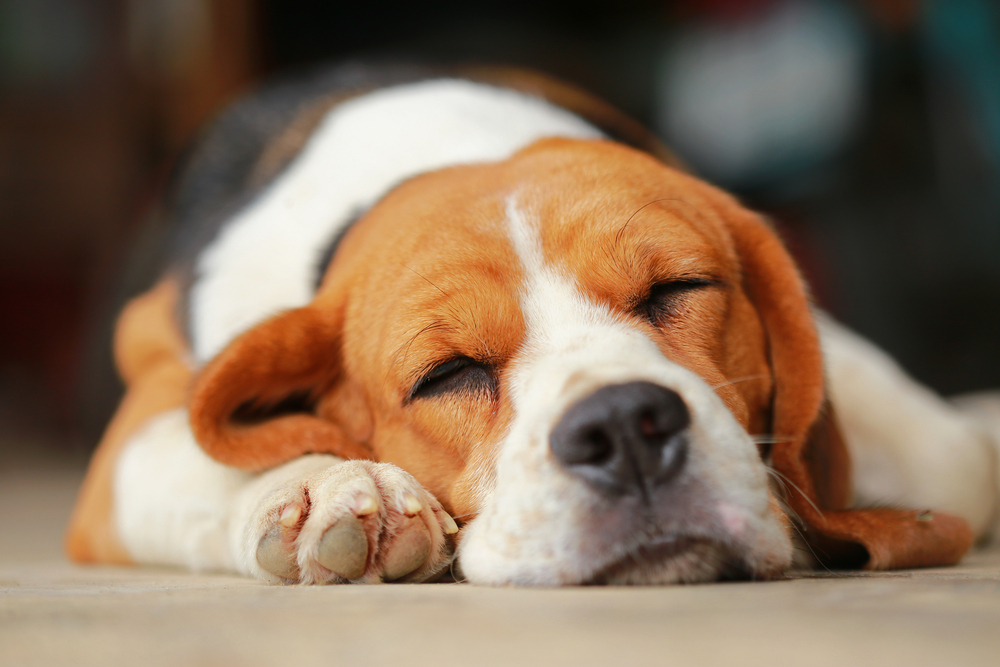 beagle dog Sleeping and take some rest, dog sleeping and dreaming