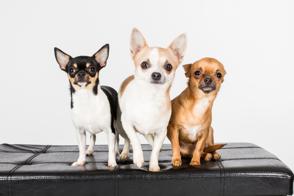 Chihuahua, small dogs, doggie