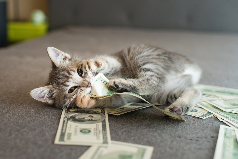 お金で遊ぶ猫