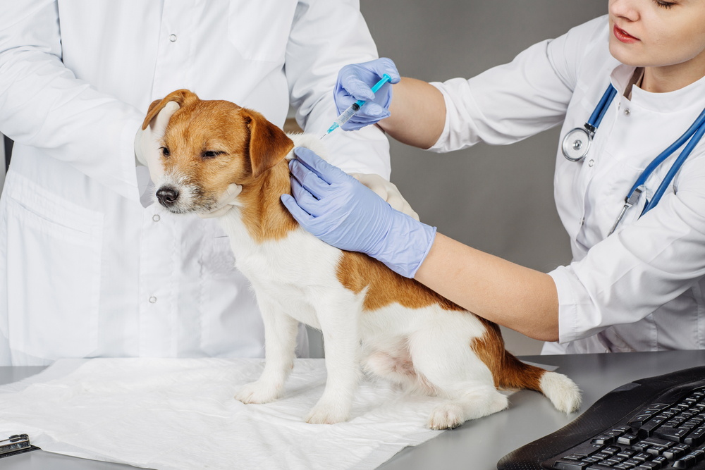 ワクチン接種を受ける犬