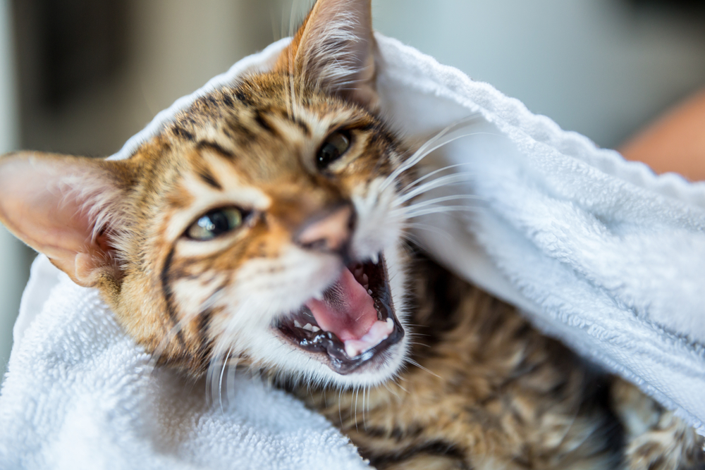 kitten meowing - orange striped toyger cat - cute little animal wrapped in towel after bath