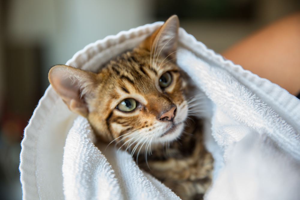 gorgeous toyger kitten wrapped in towel after bath - orange striped tiger cat