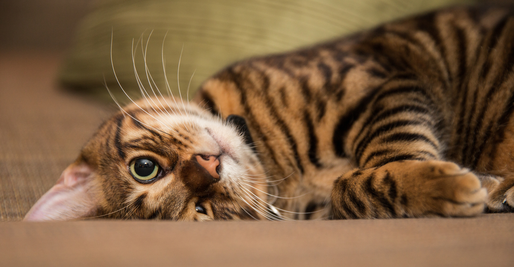 silly toyger kitten playing on couch - lying upside down - striped cat