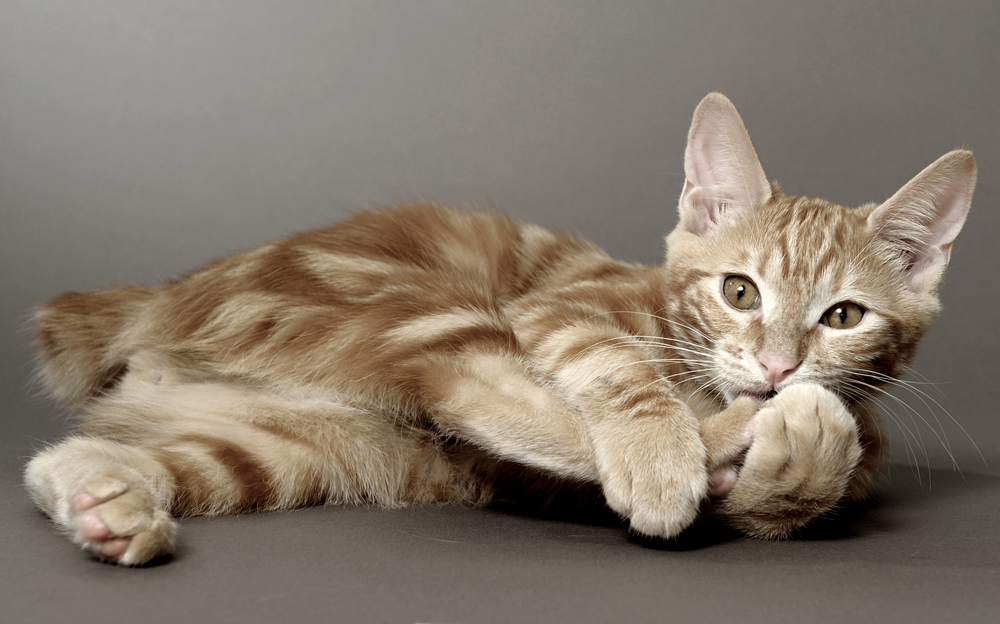 kitten on a gray background (breed - kurilian bobtail)