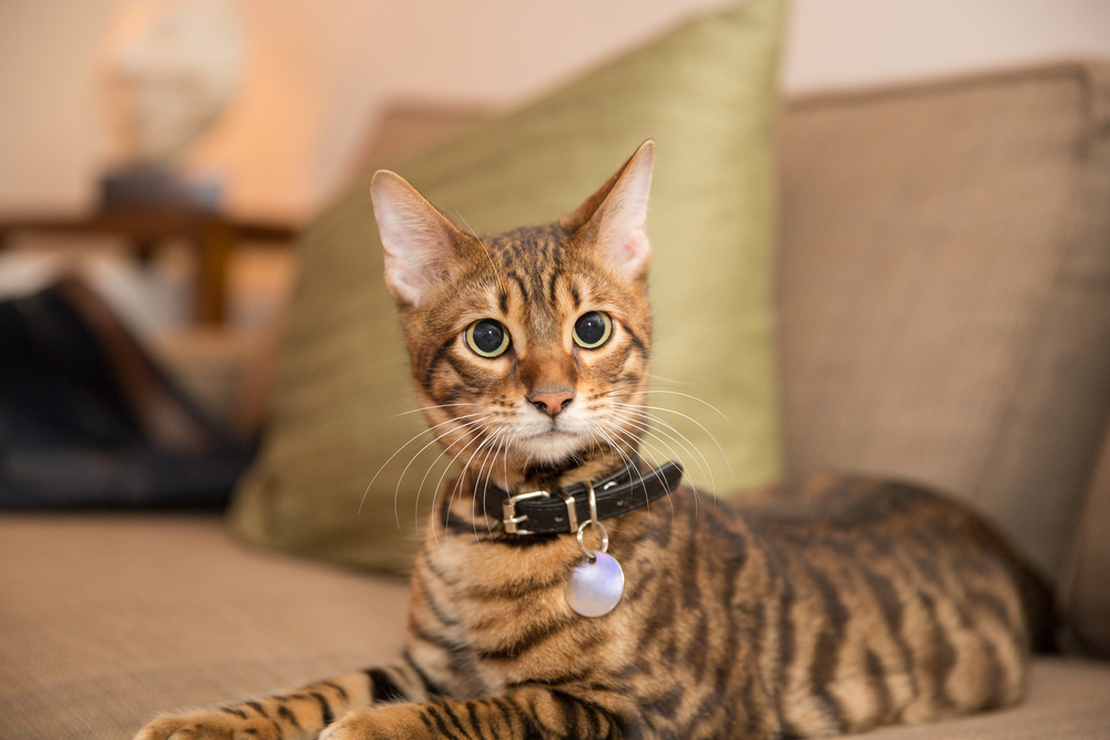 adorable toyger kitten with collar lying on couch in living room with pillow in background - striped cat