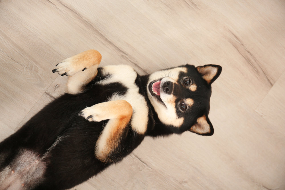 Cute Shiba inu dog lying on wooden floor