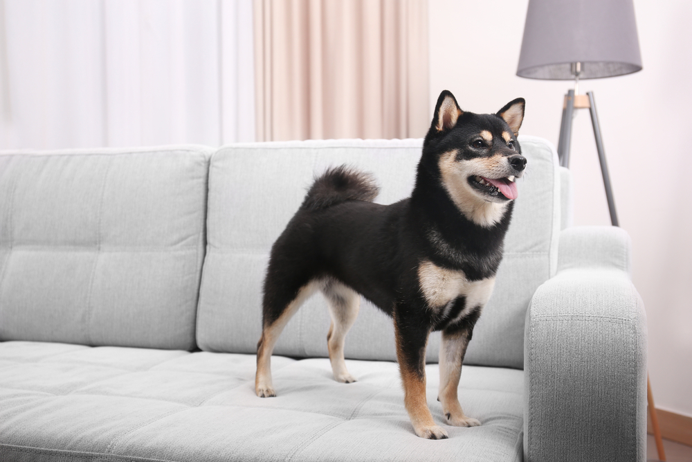 Cute Shiba inu dog on sofa in room