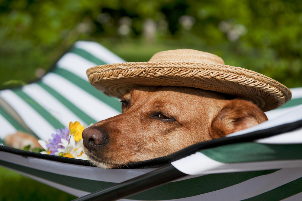【獣医師監修】犬の暑さ対策はクールマットでしよう！おすすめグッズもご紹介！【2023年版】