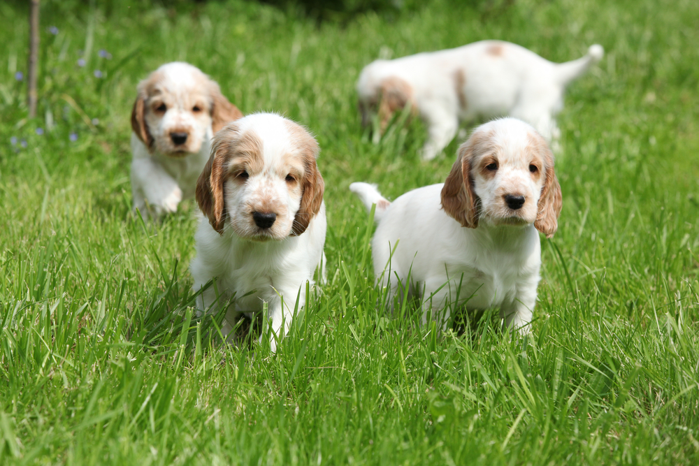 Looking English Cocker Spaniel puppy