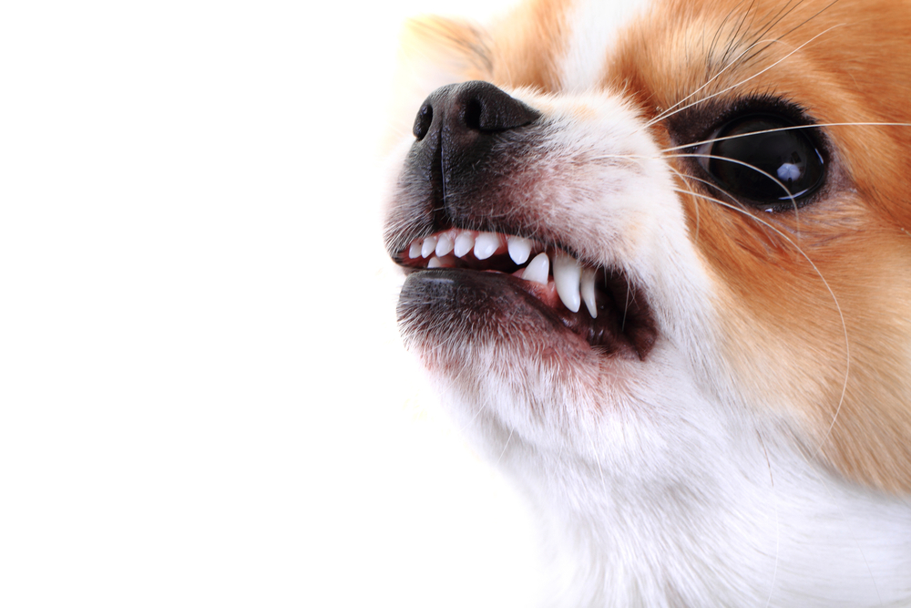 dangerous chihuahua face isolated on the white background