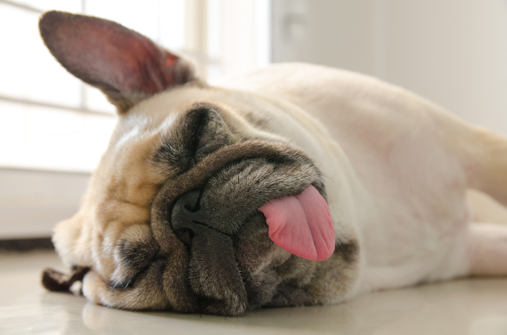 舌を出しながら寝ている犬