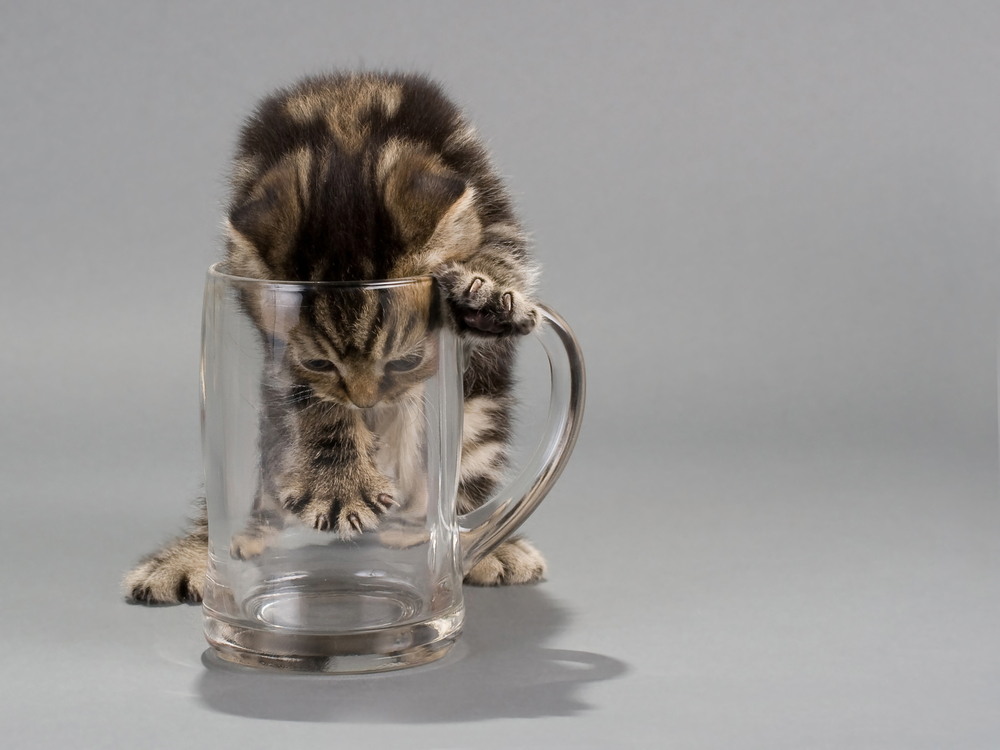 グラスの中に顔を入れている猫