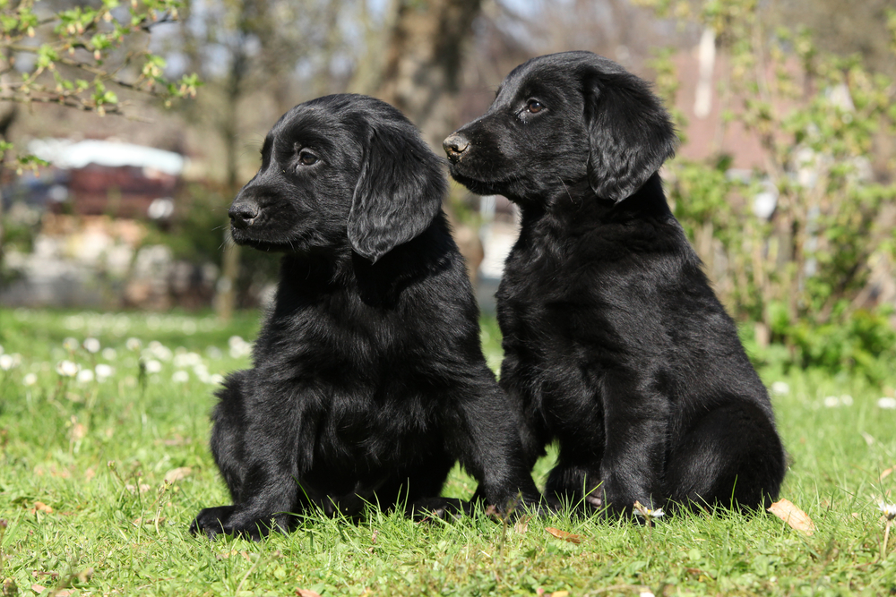 Two black puppies of flat coated retriever