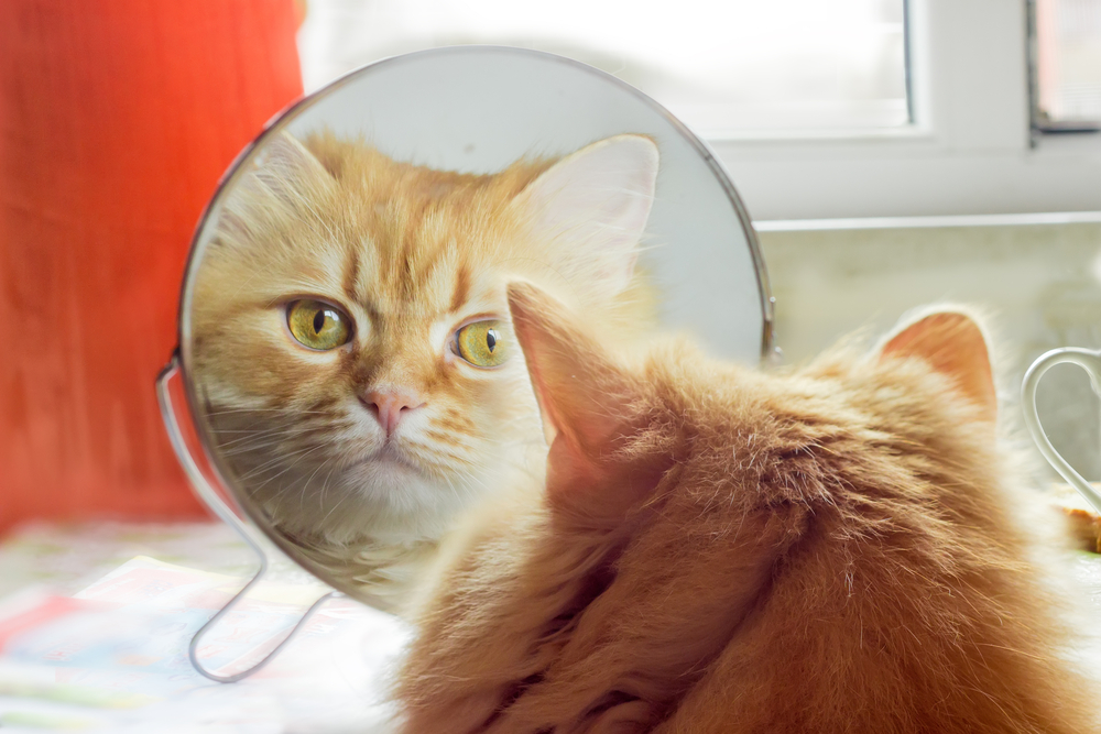 猫が鏡を見た時の不思議なリアクション！鏡を認識している？していない？