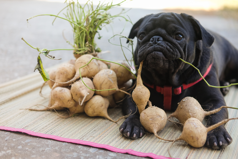 犬が山芋を食べても大丈夫？山芋に含まれる成分と与える際の注意点を解説します！
