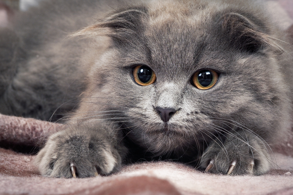 Grey kitten with sharp claws, a round yellow eyes and tufts on the ears