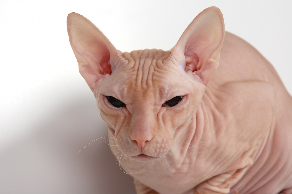 pink bald  cat of breed of donskoy sphinx