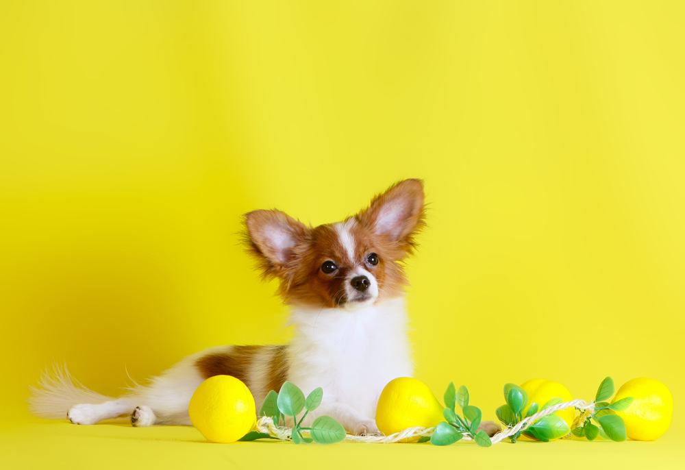 Papillon is on a yellow background. Small white dog with red ears and head. Fluffy ornamental animal. Lemons with green leaves.