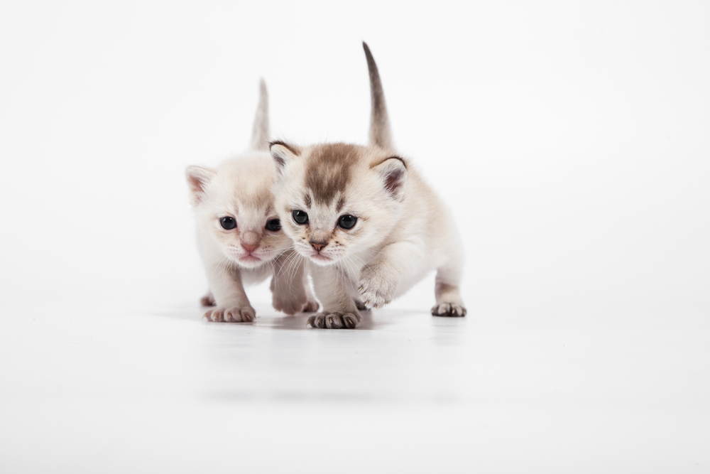 Two burmilla breed kittens different fur color walk at white background