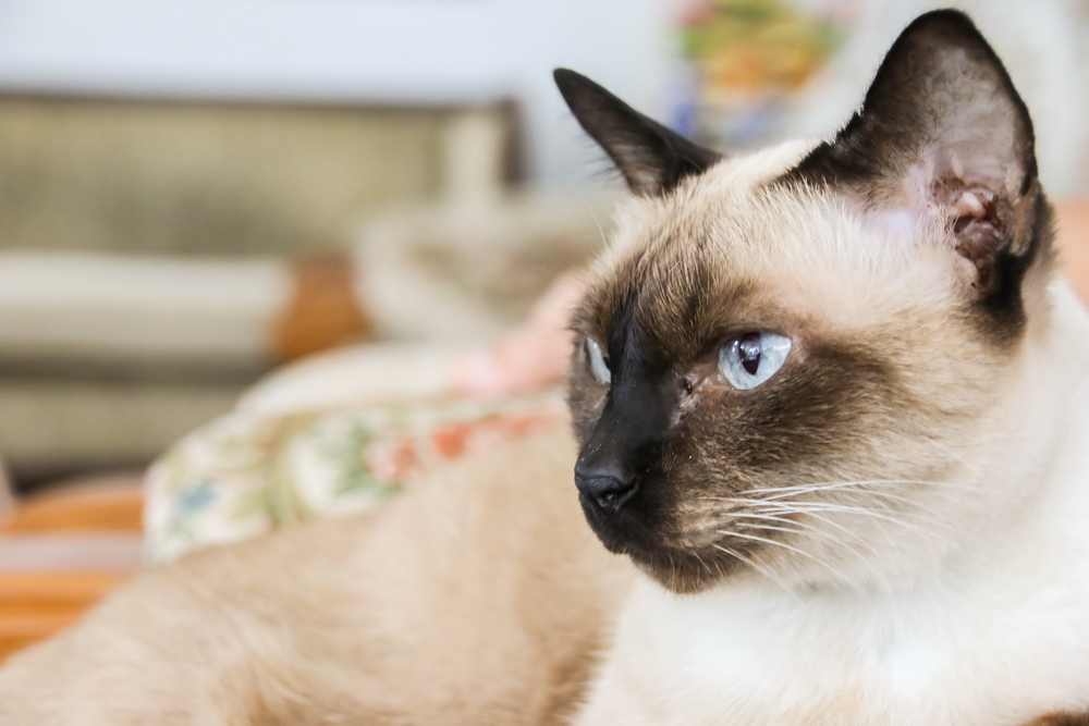 The portrait of Siamese Cat is named Wichianmat with blue eyes.