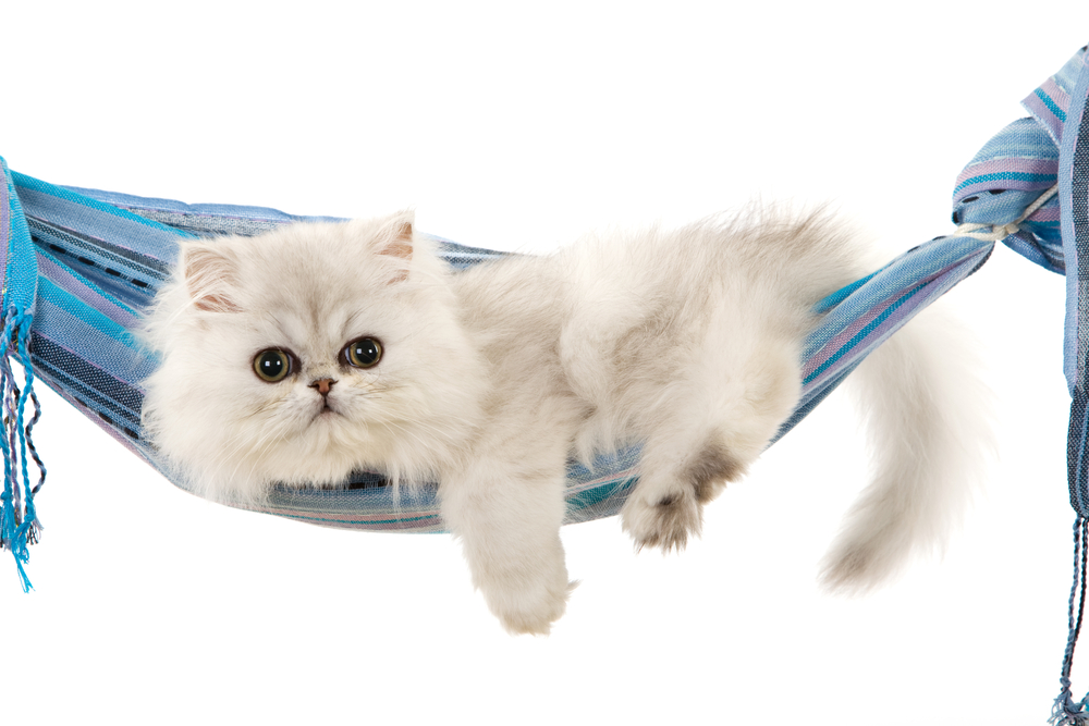 Silver Chinchilla Persian kitten in blue sling on white background