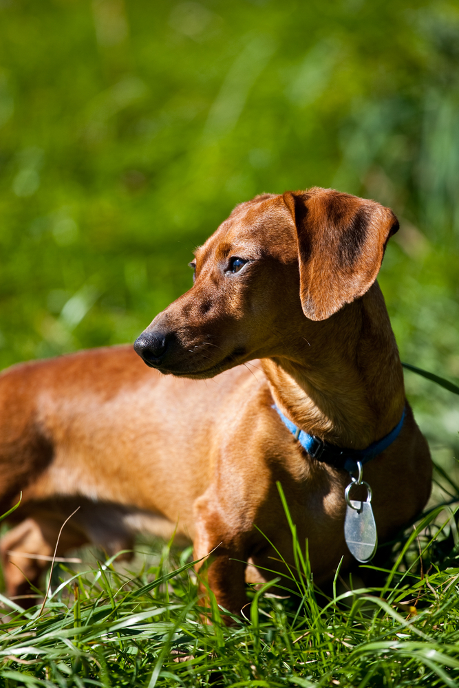 A red miniature Dachshund, posing in the grass in the late afternoon sun.