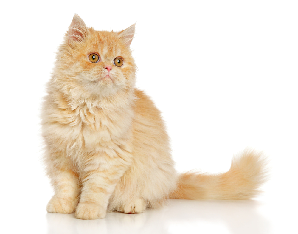 Persian cat sits in front of white background