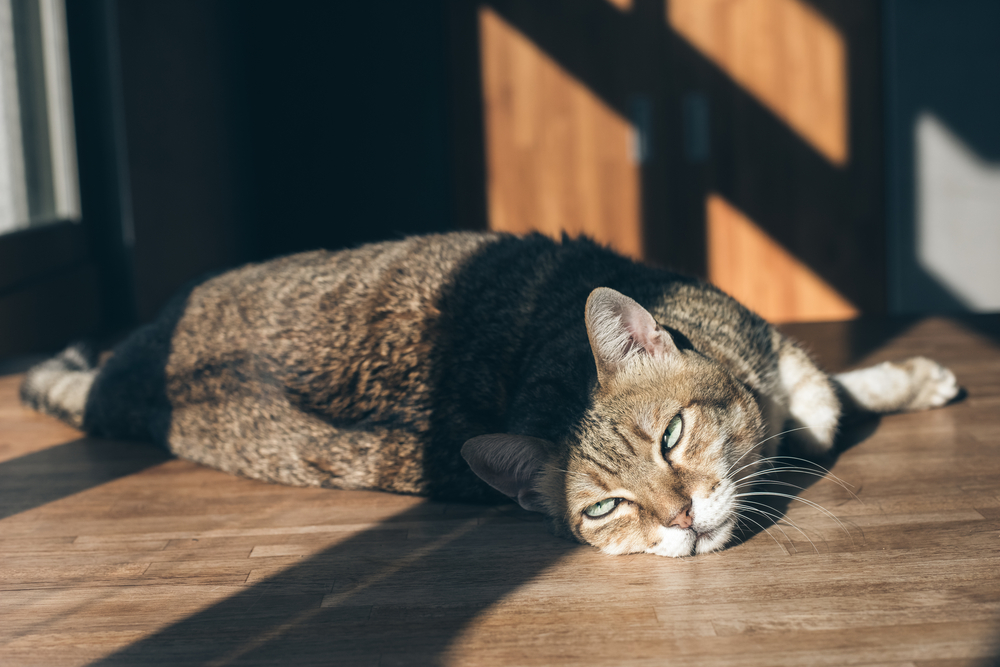 猫が白目をむいて寝ていても大丈夫？猫の白目が病気のサインかどうか見分ける方法を解説！