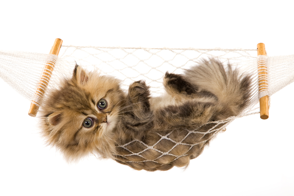 Pretty Golden Chinchilla Persian kitten in mini hammock on white background